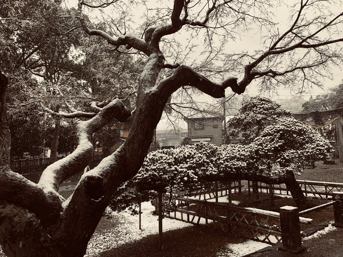 玉前神社は珍しい黒漆塗りの社殿で有名ですが、雪化粧のコントラストがとても綺麗でした。