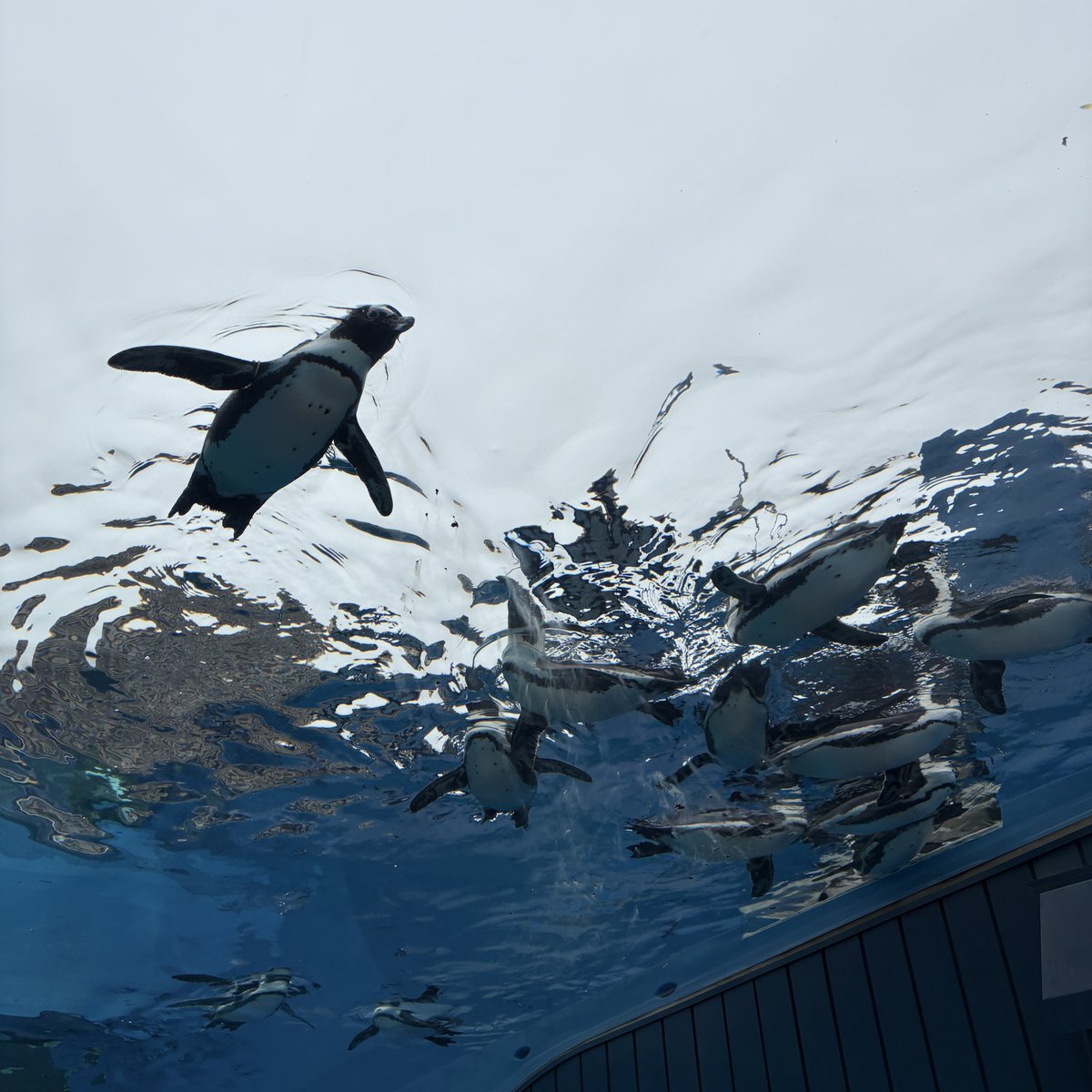 rye_o0's tweet photo. 水族館行ったよ~
ちんあなごのマドラー買ったけど、
ちんあなご過ぎて可愛いんやで https://t.co/oBP37CJZua