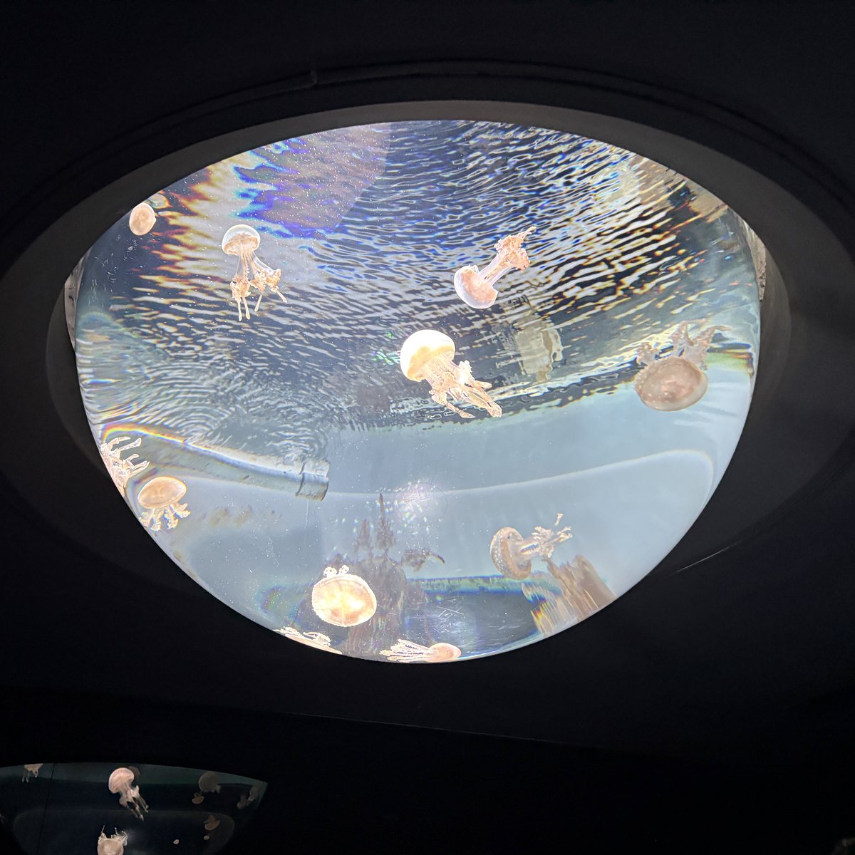 rye_o0's tweet photo. 水族館行ったよ~
ちんあなごのマドラー買ったけど、
ちんあなご過ぎて可愛いんやで https://t.co/oBP37CJZua