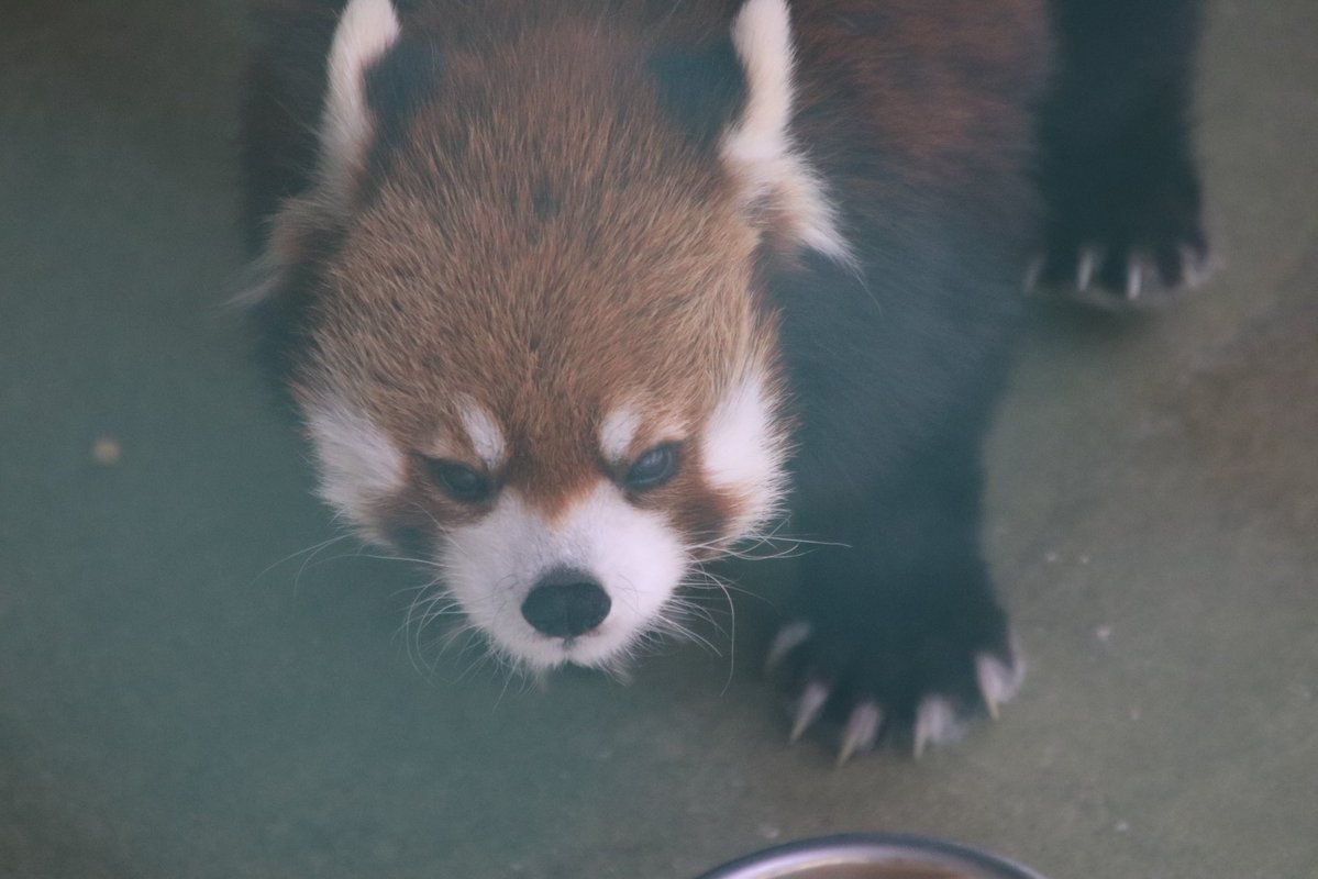 シール配りjoy93 (@joy93_redpanda) / Posts / X