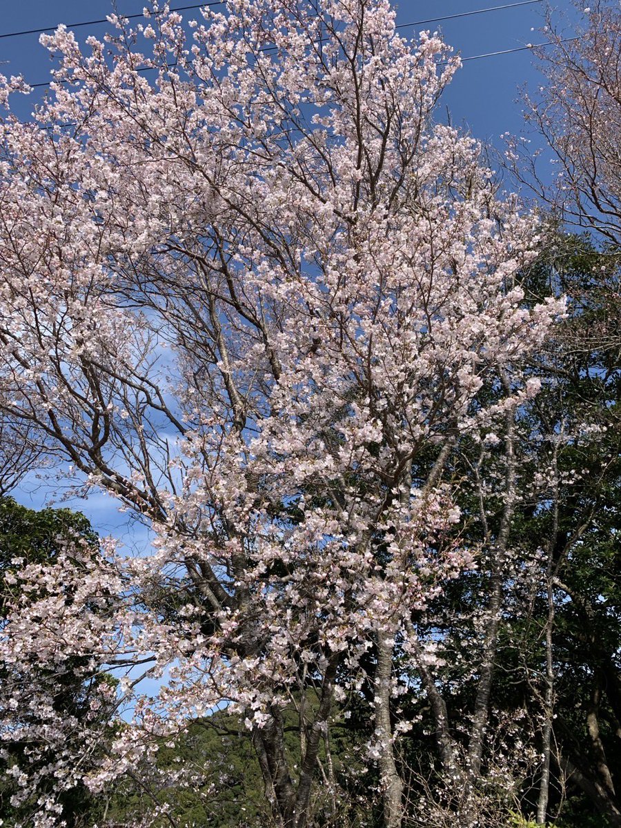 【募集中】出店・奉納😊
クマノザクラで桜まつり🌸
3/7〜8 熊野古道大辺路駿田峠加寿地蔵尊にて
#桜まつり #花見 #クマノザクラ #マルシェ #加寿地蔵尊