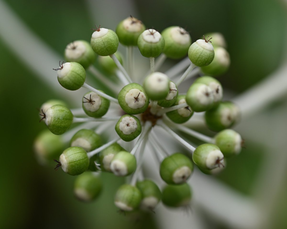 In the garden this morning ! #Macro #photography
