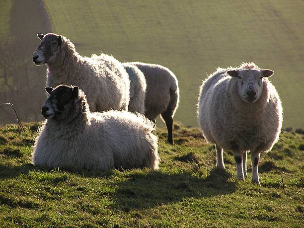 A Taylor 🏳️🌈🏹🏍️ tweet media