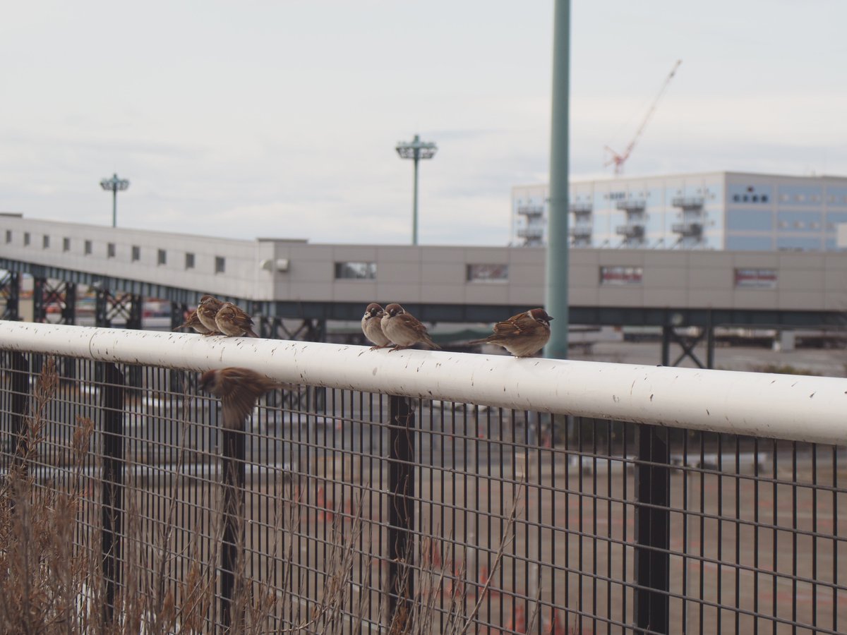 Hidamari1104's tweet photo. #OMDEM5
#FDレンズ
今日用事でATCに来たので、OMDM5とFDレンズで遊んでました
今回のレンズはシグマ ズームε 28-70f3.5
このレンズに関してはネットで一切情報が見つからないのです・・・・
別に評価が高い低い気にせず(ジャンクで見つけたもの)で使うのですが、気になりますw https://t.co/ybBKngWajf