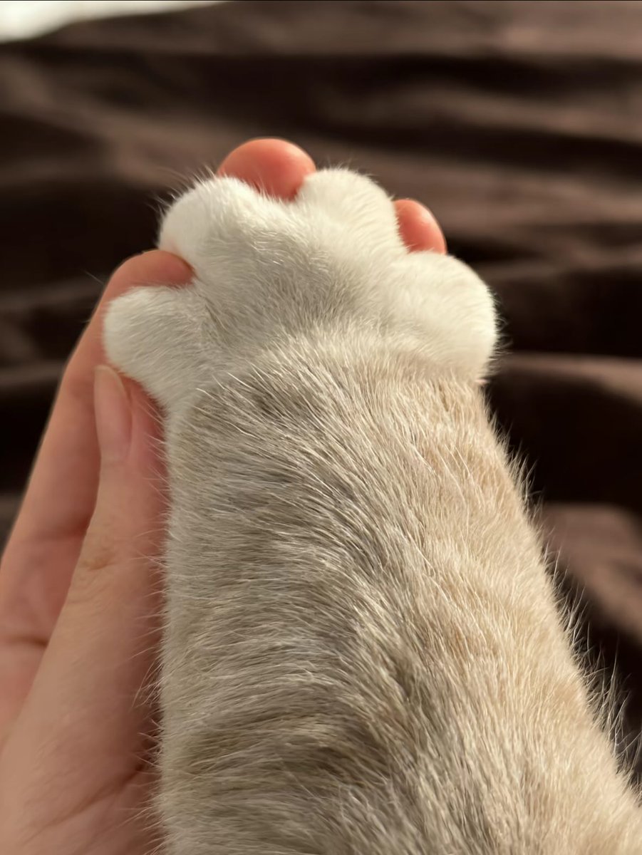 cutestscats's tweet photo. https://t.co/CLKbH6CpVw