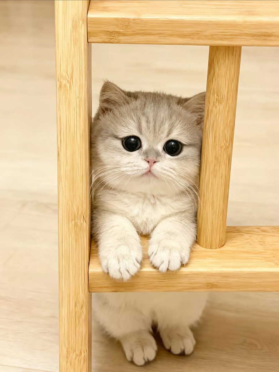 cutest cats (@cutestscats) on Twitter photo 