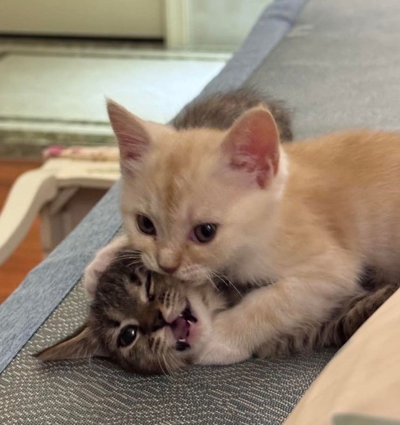 cutest cats (@cutestscats) on Twitter photo 