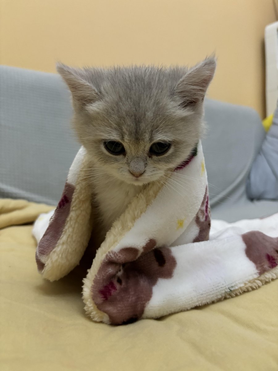 cutestscats's tweet photo. https://t.co/zAN8nHBjQq