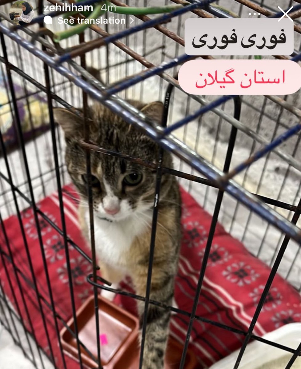 این بچه رو من مدت‌هاست میشناسم، یک دست داره و یک ساله توی قفسه❤️‍🩹
بچه‌های یک دست مستقلن کاملا ولی نمیتونن بیرون بمونن و این بچه هم بخاطر اینکه امدادگرش از نظر مالی مشکل داره در خطر رهاسازیه🤦🏻‍♀️
📍واگذاریش گیلانه
لطفا کمک کنین سرپرست پیدا کنه این بچه🙏🏻
پیج اینستاشون مشخصه در عکس