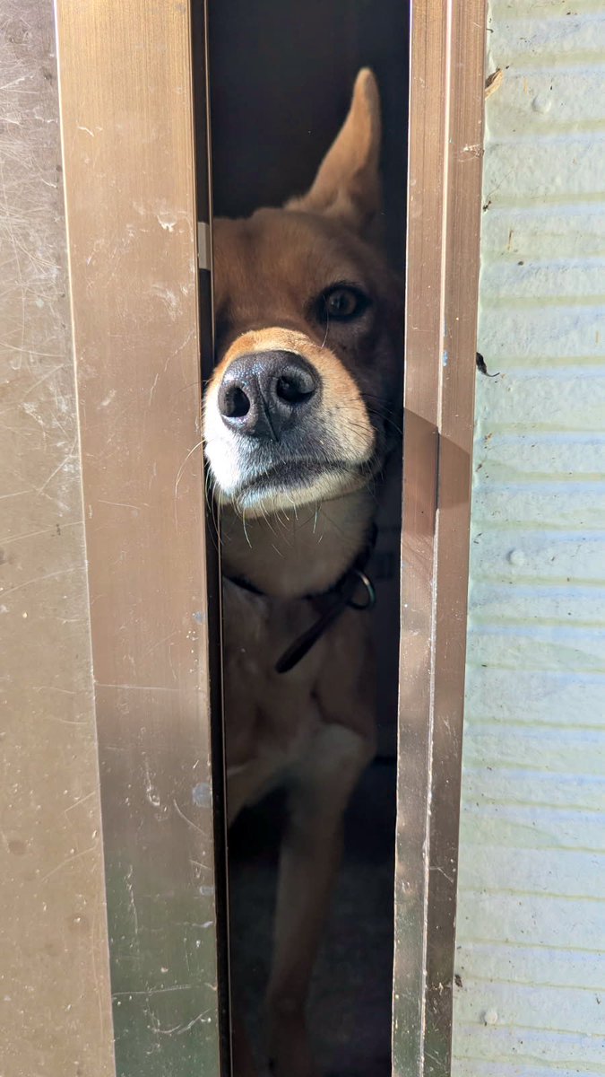 雪が降っても散歩はありますよね(切実)