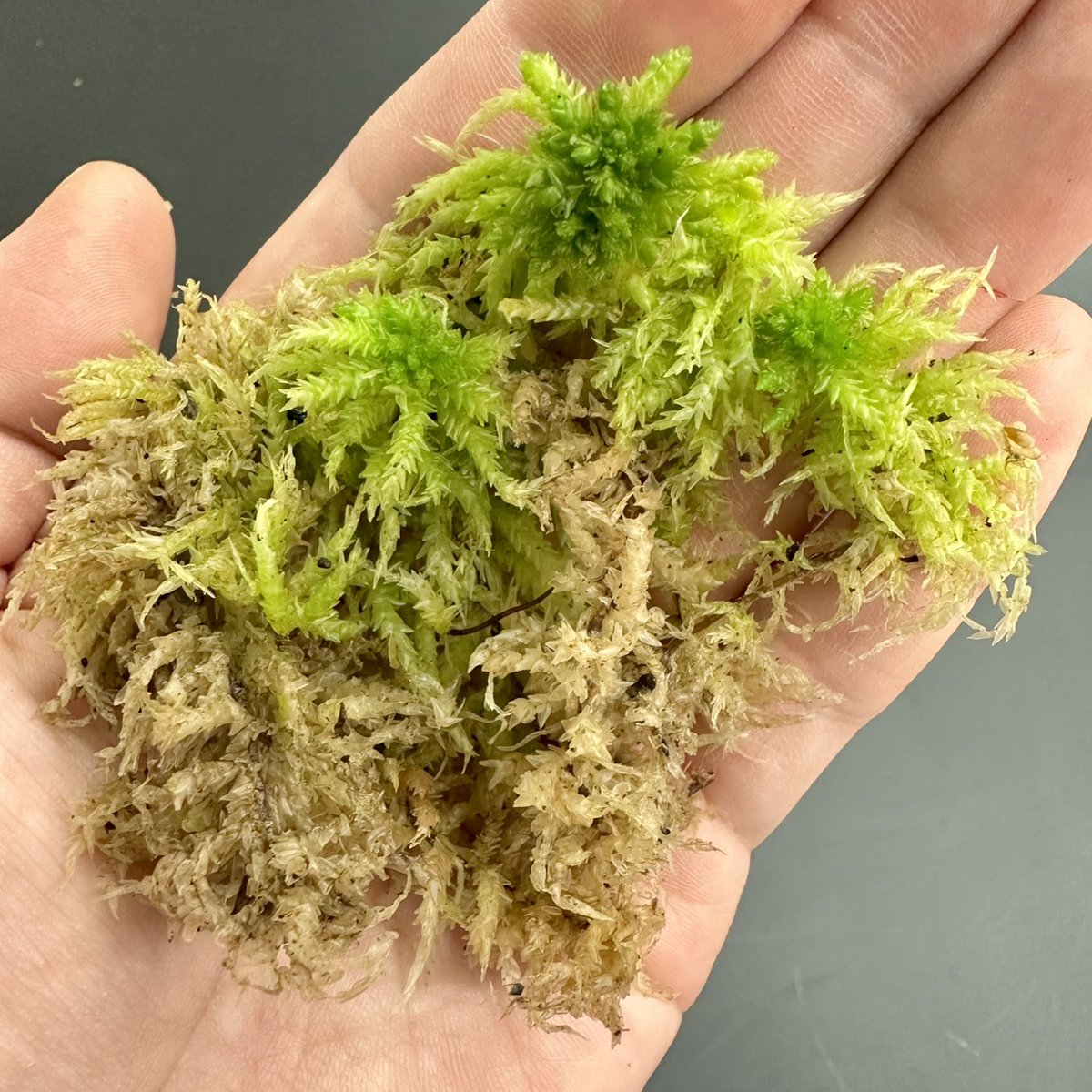 「新商品リリース」
【国産】【詰みたて】生水苔

ワンランク上の生体管理・生体発送・産卵セットに

手間を掛けた拘りの1本

詳細は以下説明文にて
dorcus-academy.com/%e3%80%90%e5%9…

KPW様では販売スタート
kpw-shop.knopets.com/items/132347109

Dorcus-Academy 直販サイトからも
dorcus-academy.com/archives/2098

来週頃より