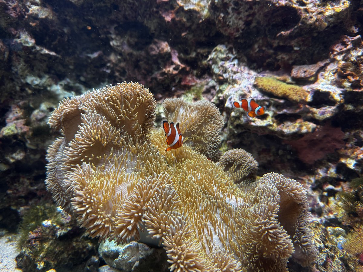 1207TNK's tweet photo. 🐠 https://t.co/5rrlvcb02Z