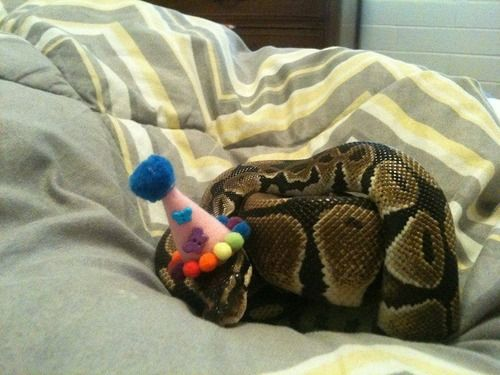 ᅠ 𝗌͟𝖾͟𝗋͟𝗉͟𝖾͟𝗇͟𝗍⭒𝖘𝖎𝖌𝖓 .ᅠ tweet media