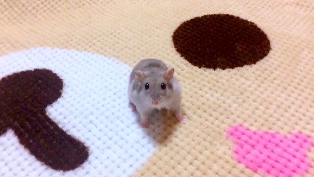 明朝-5℃予想はﾏｽﾞｲﾈ! 水出しっぱにしとくﾖ!