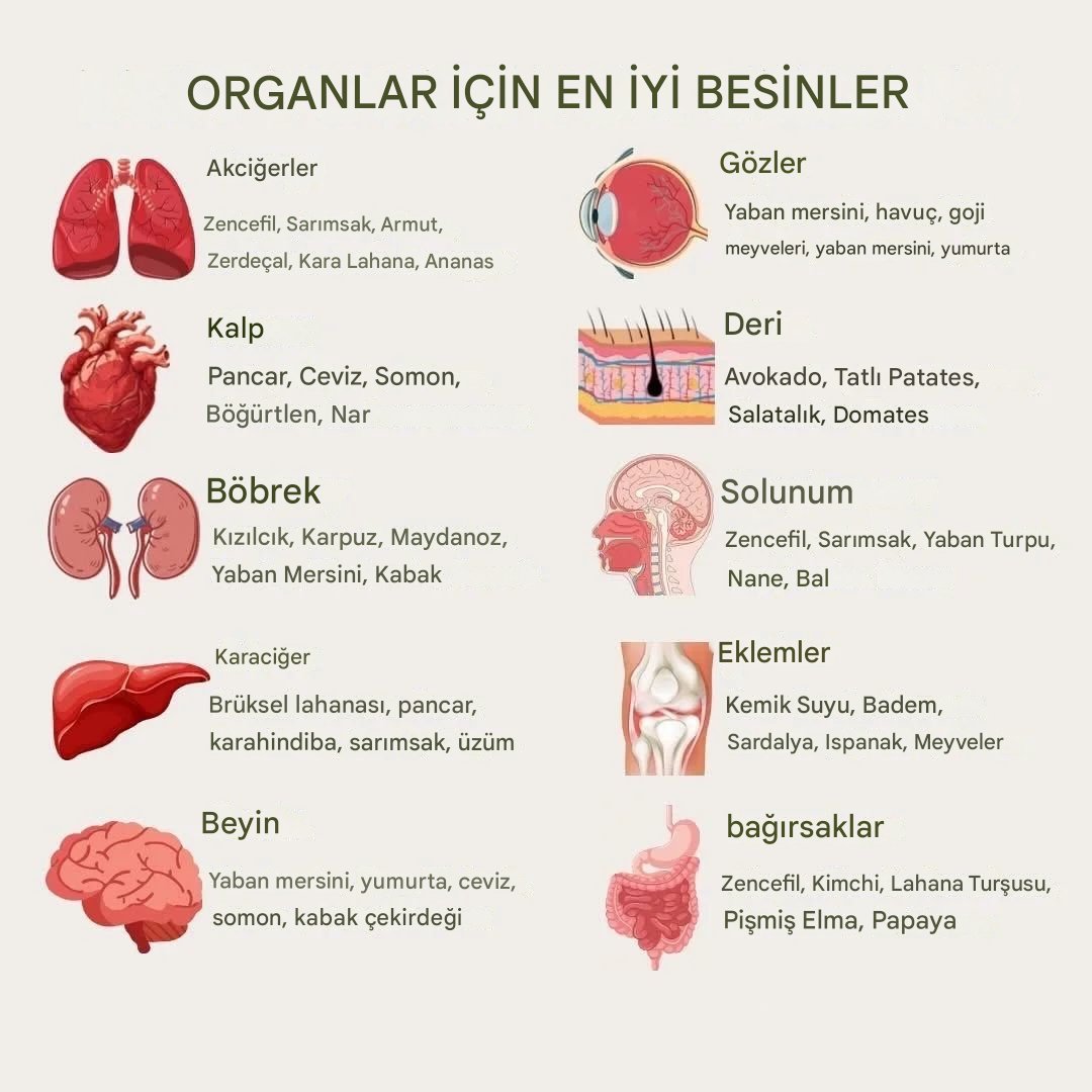 ORGANLAR İÇİN EN İYİ BESİNLER:

Akciğerler
• Zencefil, sarımsak, armut, zerdeçal, kara lahana, ananas

Kalp
• Pancar, ceviz, somon, böğürtlen, nar

Böbrekler
• Kızılcık, karpuz, maydanoz, yaban mersini, kabak

Karaciğer
• Brüksel lahanası, pancar, karahindiba, sarımsak, üzüm