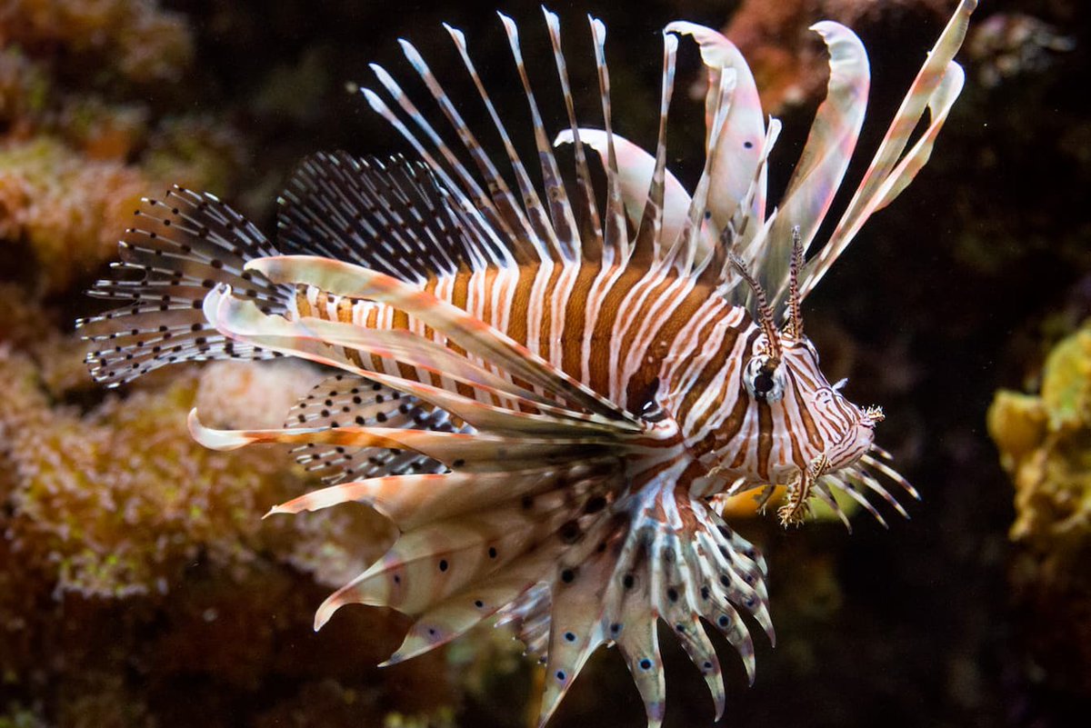 Liev (リエブ) | Vtuber/Artist tweet media