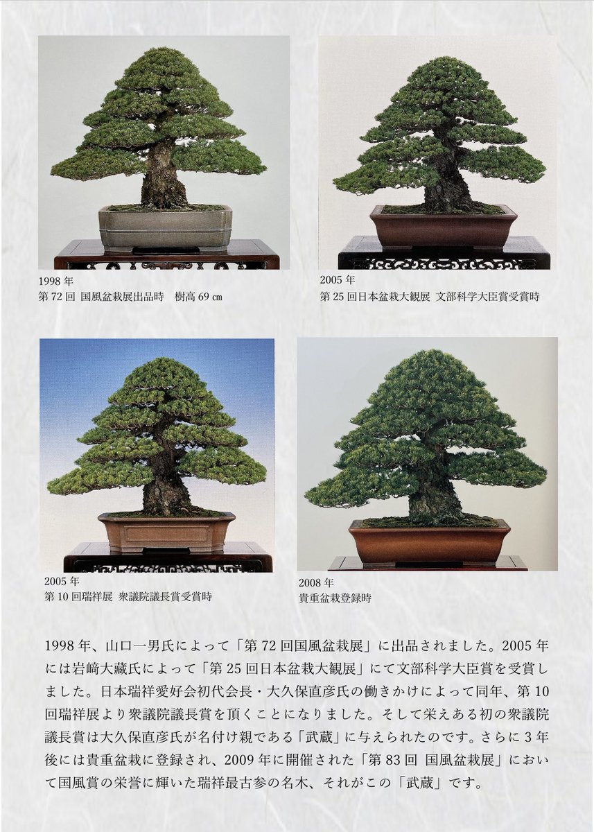 第100回国風盆栽展・後期 No.57 五葉松・瑞祥 銘「武蔵」 貴重盆栽