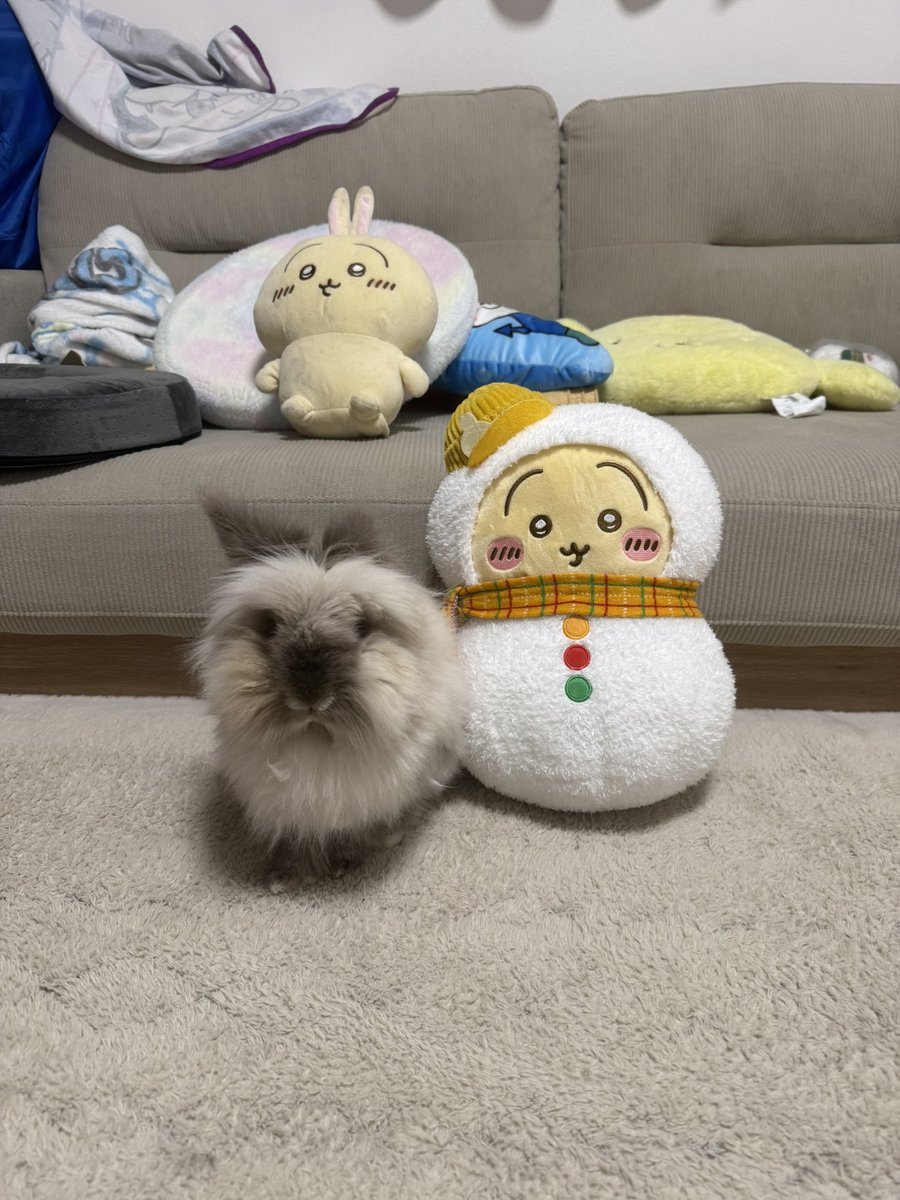 うさぎとうさぎとうさぎ
#うさぎのいるくらし
#うさぎ