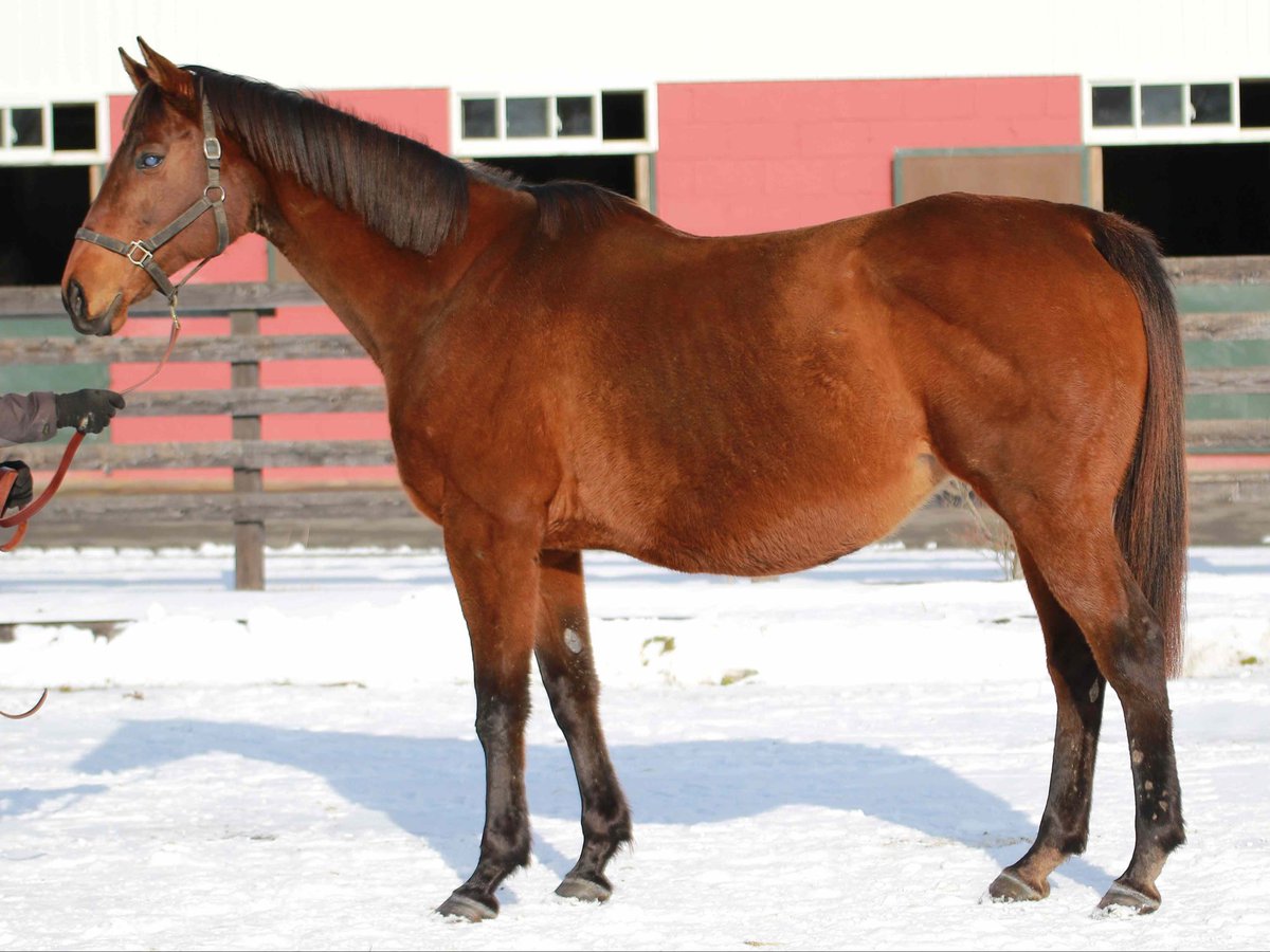 サタデーオークション (@sat_auction) / Posts / X