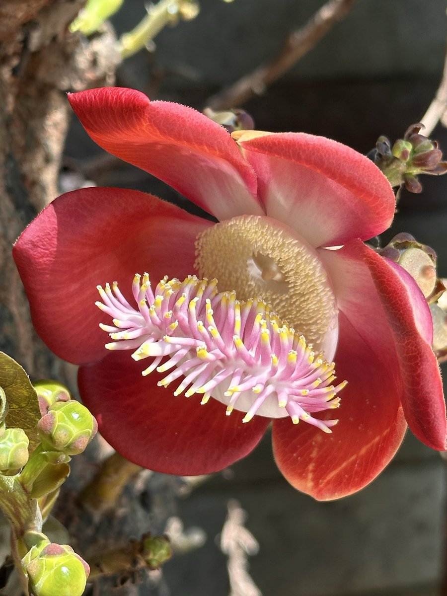 TLecuitLab tweet media