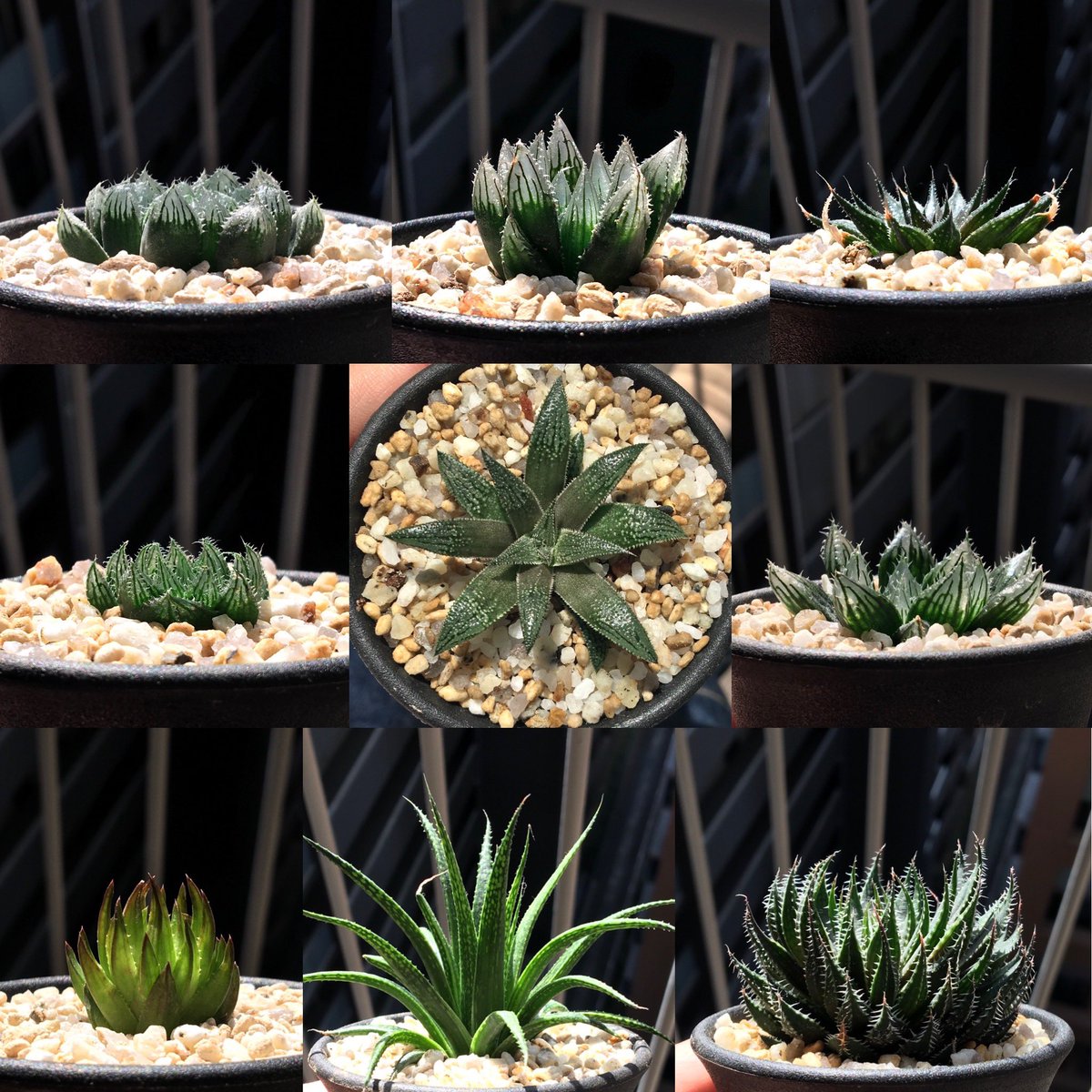 キネ@CrystalPlants (@crystalplants23) / Posts / X