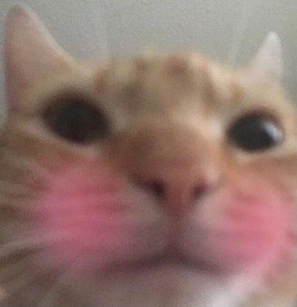 Singaku🇺🇦 tweet media