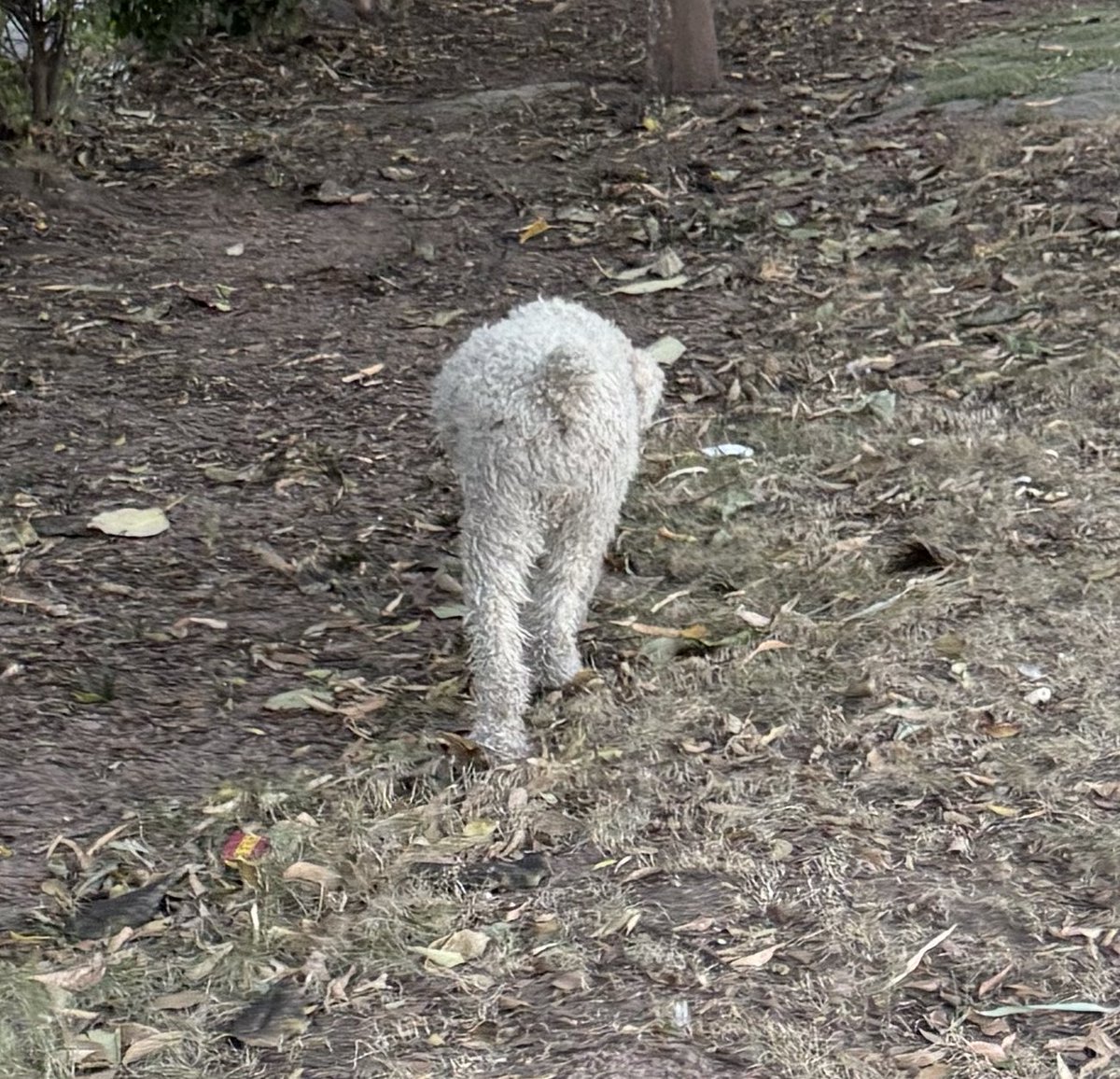 teextranoaaa's tweet image. What kind of dog is this? It looks like it’s covered in sheep’s wool.🤣🤣🤣

這是什麼狗、感覺長了一身羊毛🤣🤣🤣