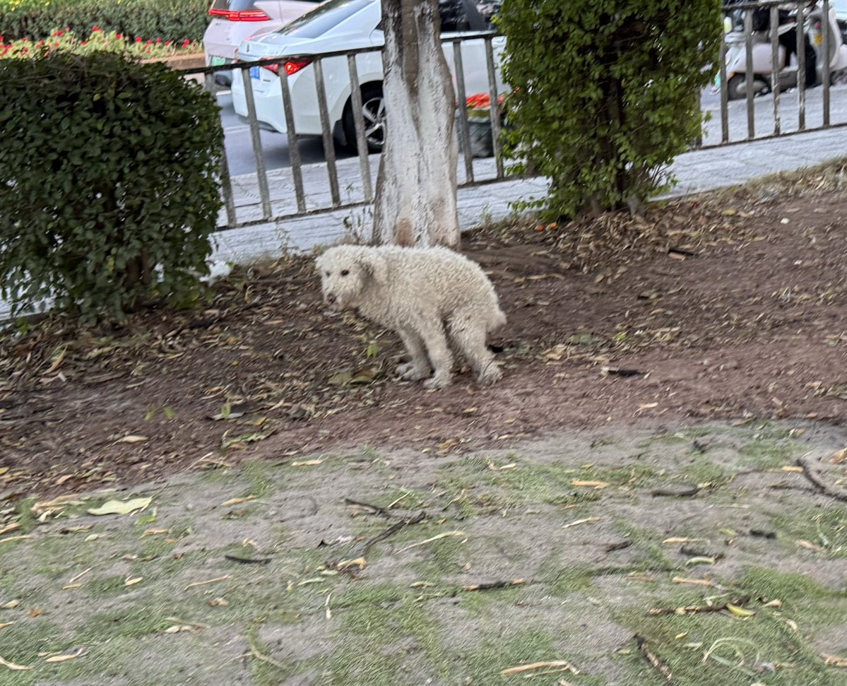 teextranoaaa's tweet image. What kind of dog is this? It looks like it’s covered in sheep’s wool.🤣🤣🤣

這是什麼狗、感覺長了一身羊毛🤣🤣🤣