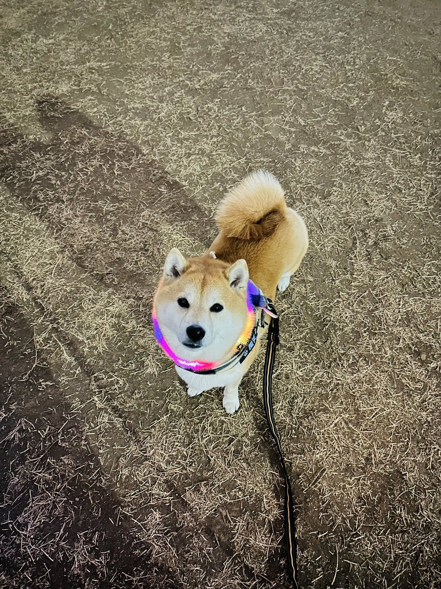 寒かったからマフラー巻いてみたけど
モフ毛が凄いから不必要だよね🤭

 #柴犬