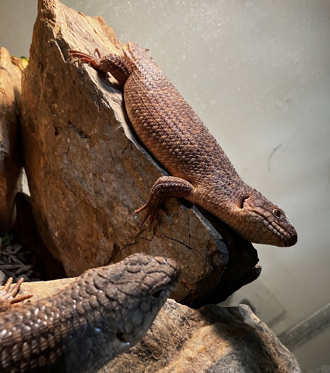 爬虫類喫茶Asche (@Asche2222) / Posts / X