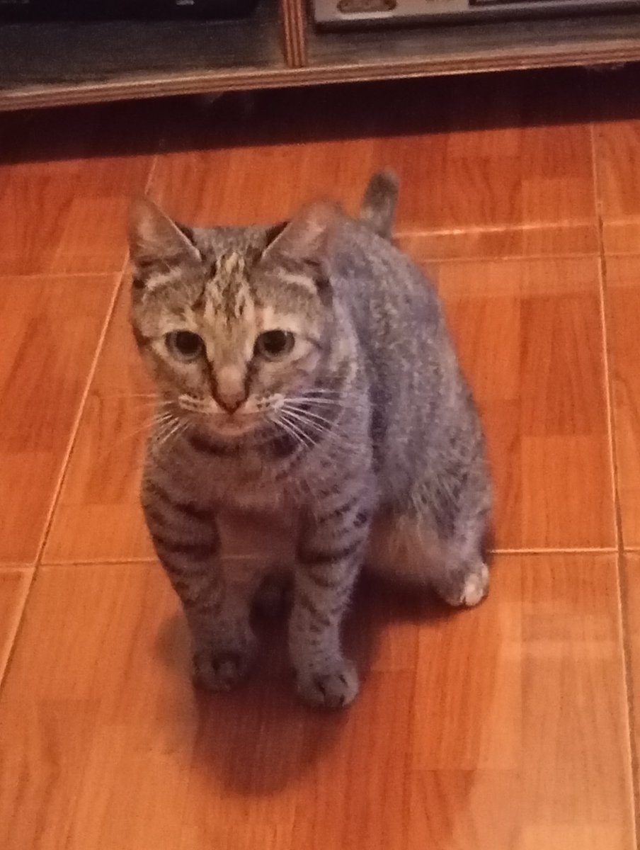 hapont's tweet image. Buenos días,☕🌹