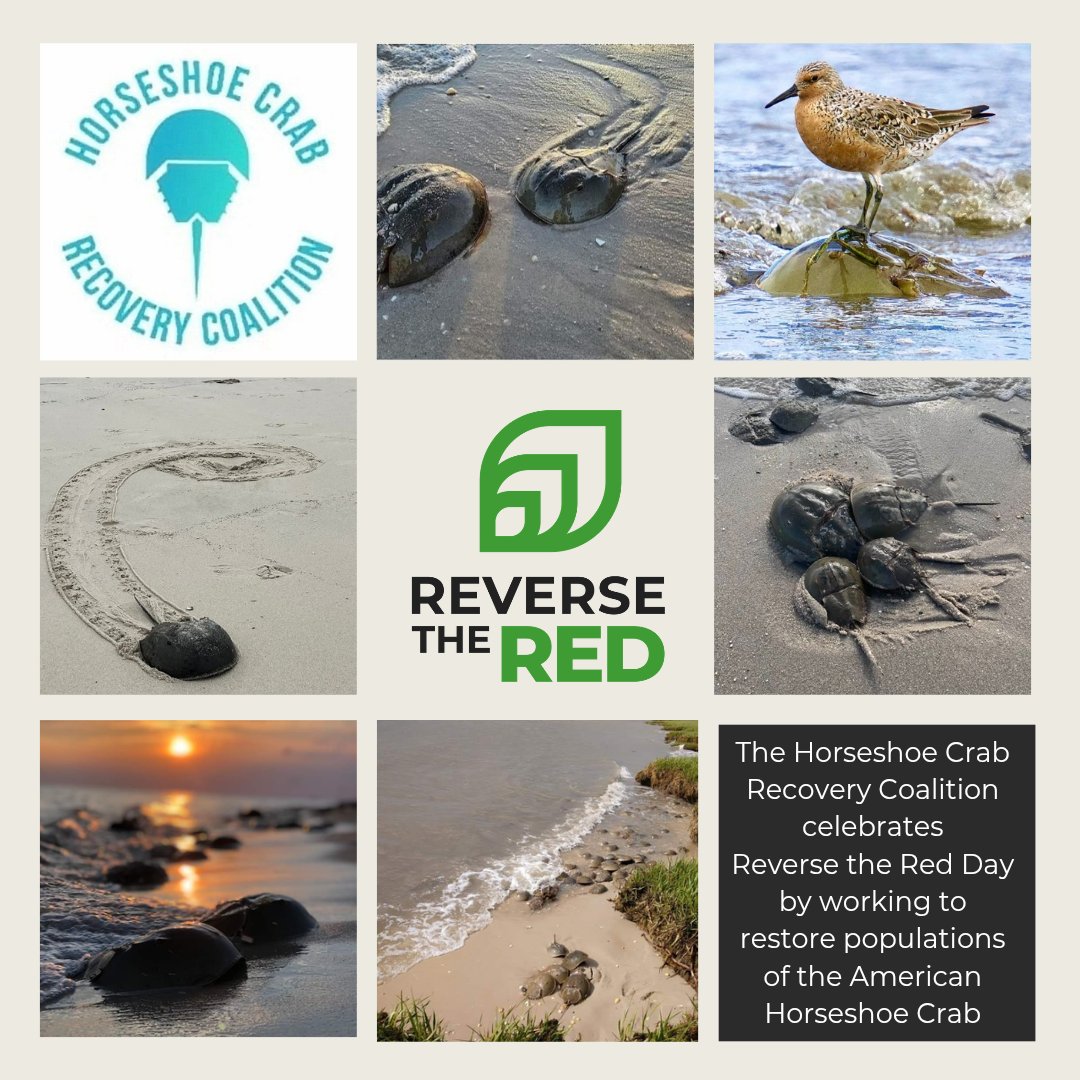 Horseshoe Crab Recovery Coalition tweet media