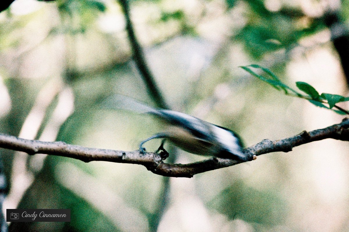 Parlez-moi de la fois où vous avez déjoué tout le monde par votre rapidité, une décision soudaine ou un changement de vie 🤩

Cindy Cinnamon Photographie
CindyCinnamon.com
Pentax KM
Lomo Color Negative 400

#Argentique #FilmPhoto #FilmForever #Mesange #Fast #PentaxKM #35mm
