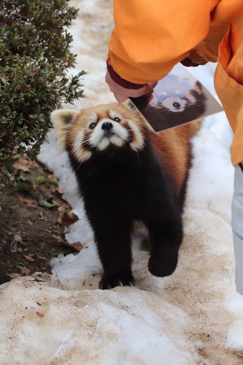 お嫁さんだよ〜 #レッサーパンダ #鯖江市西山動物園 #かんた りんごに