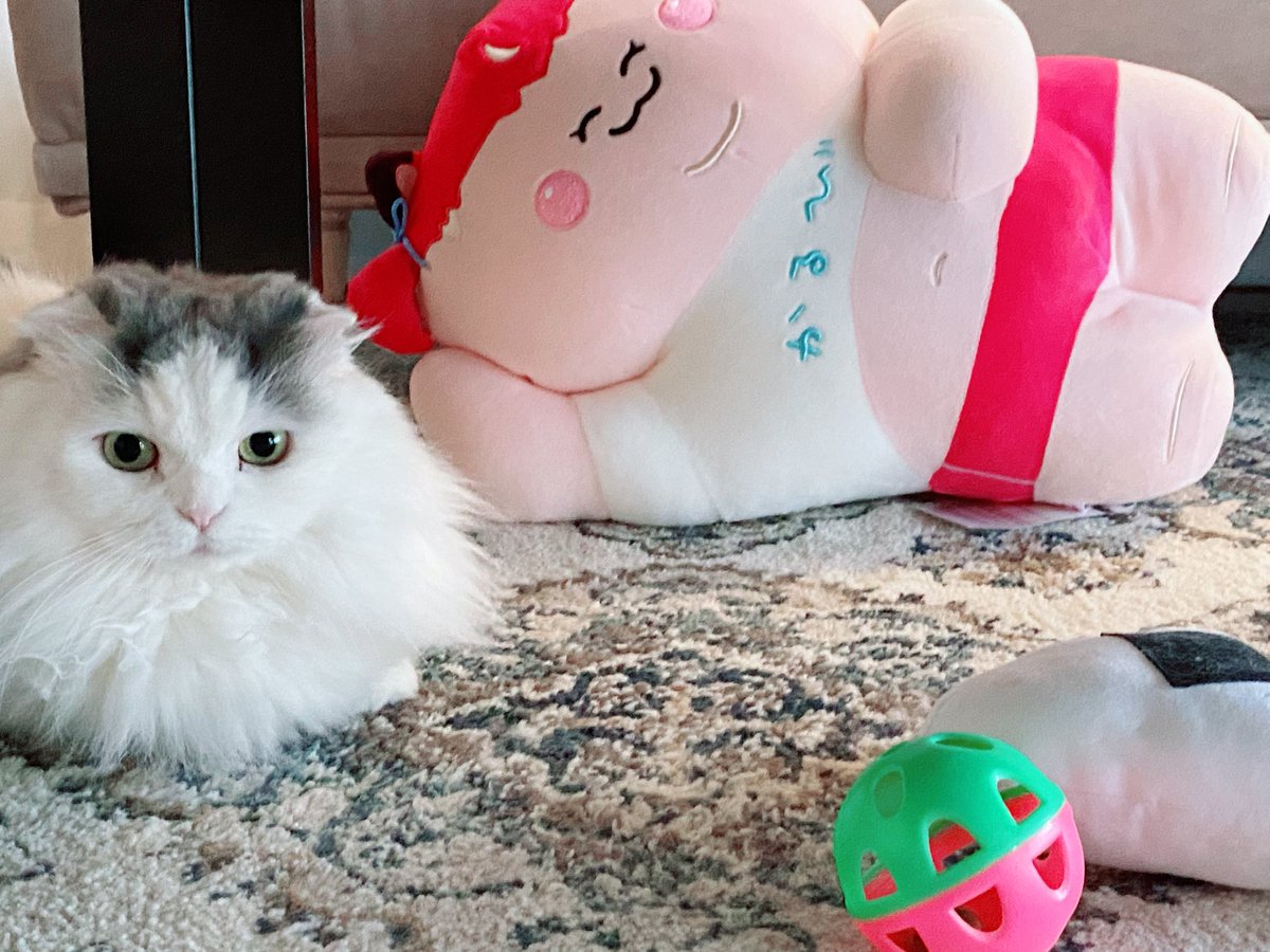 aripowawaa's tweet photo. デブかるびちゃんにゃんこもよってくる
かわいん

 #みつかるび https://t.co/vtKC6cHIhZ