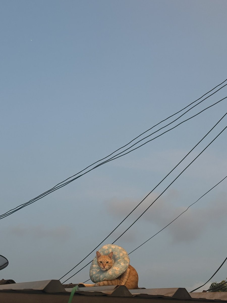 Minebaeju's tweet image. อยู่ในบ้านก็ร้อง จะออกไปเที่ยวก็ติดคอลล่า งั้นผูกไว้ก็ด้ะแต่ขออยู่บนหลังคานะ 55555555555555555555555555555555555555555555555