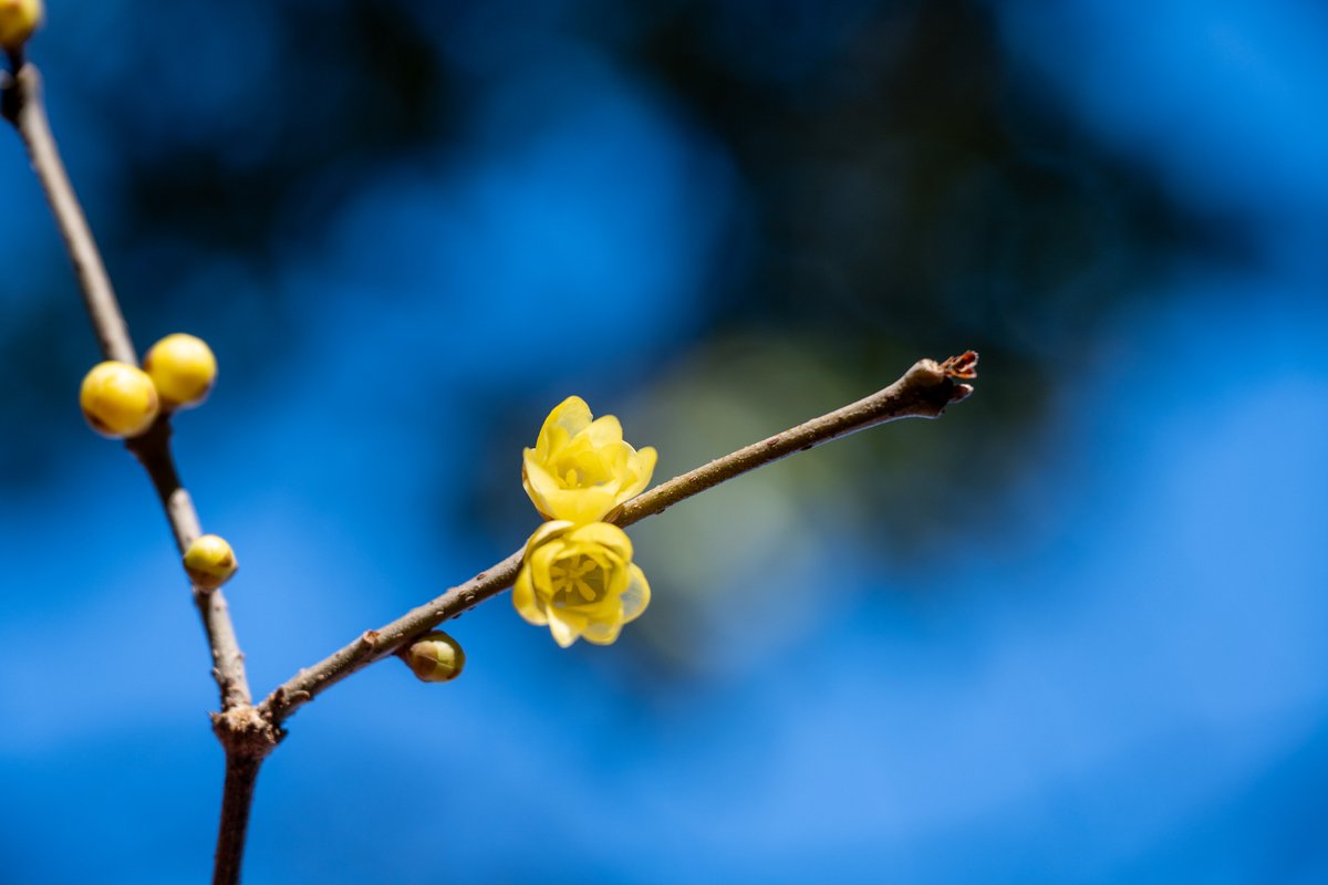 きのう夜勤明けで白石の薬師寺で蠟梅を撮りに
夕方のいい感じのサイド光で光り輝いていた