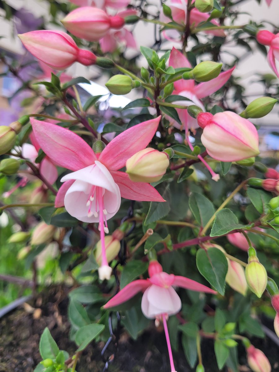 Monday, 16th February

Today's Daily Picture Theme is 'Fuchsia'

RT or reply with your OWN photo

Tomorrow's theme will be 'Gelato'

#DailyPictureTheme

Longingly awaiting the return of #fuchsia in the garden