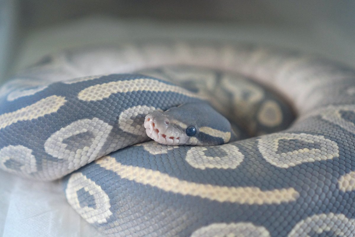 うわばみ】cocoro (@uwabami556) / Posts / X