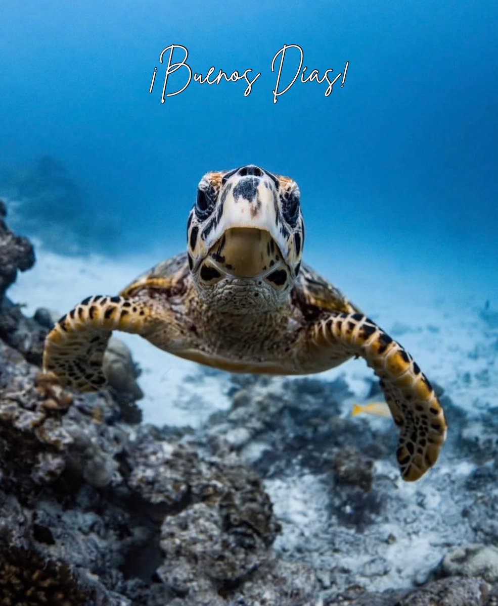 No quiero vivir en un mundo donde pueda decirle a mi nieta: ‘Solía haber tortugas que nadaban en el océano’.
Athene Donald.
😔