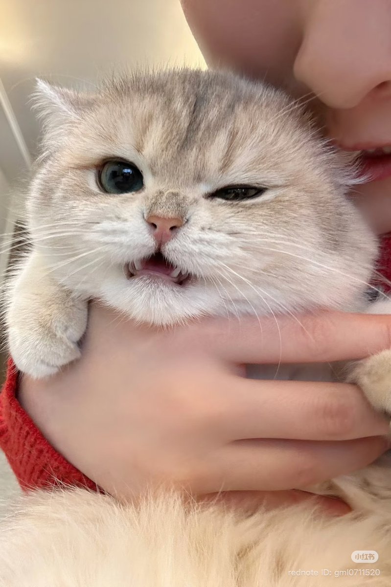 cutest cats tweet media