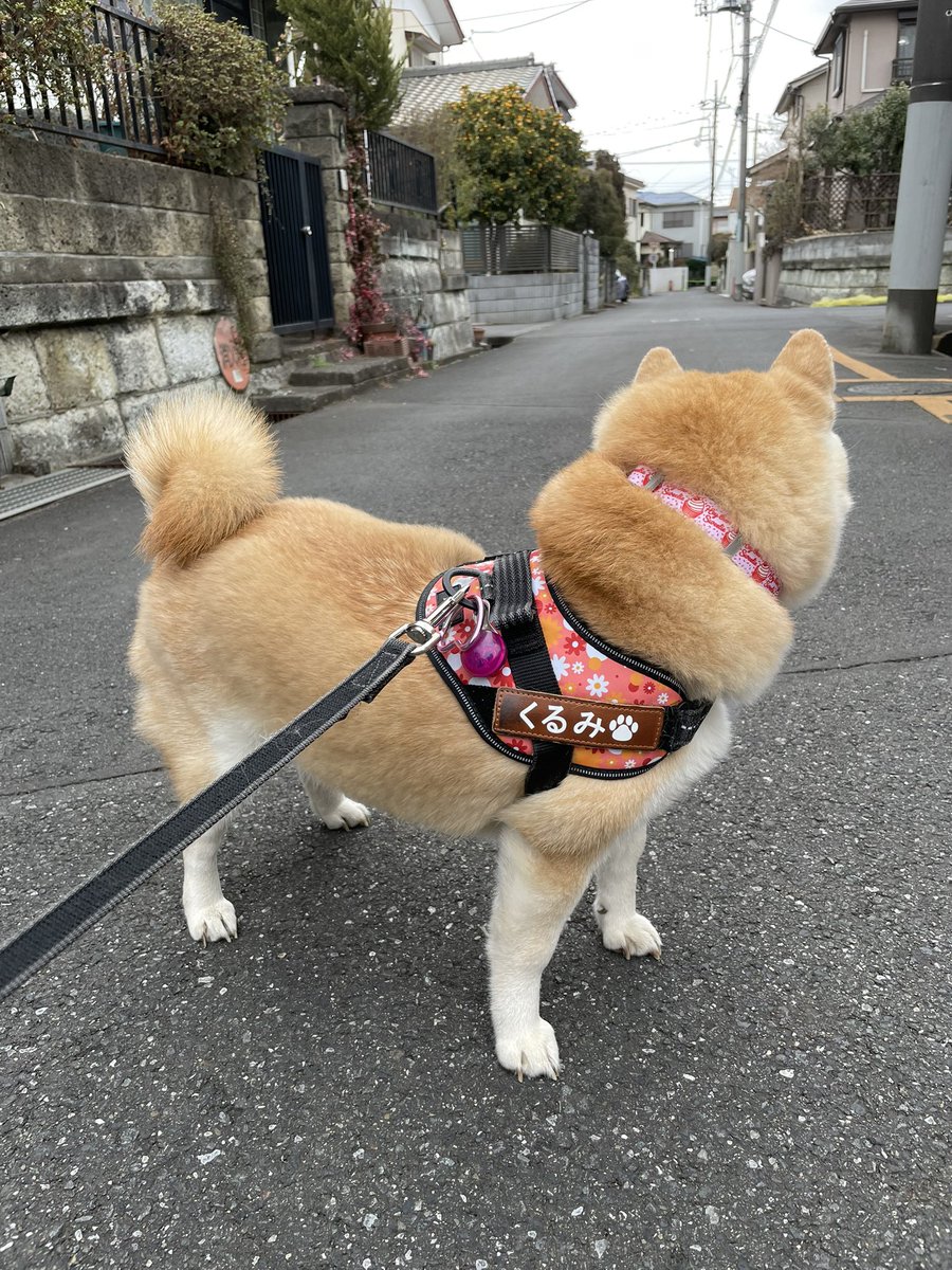 もふもふすぎて首んとこファーみたいになってる

んで
体の毛が抜け始めたからバランスが変🤣

#柴犬 #柴犬くるみ #柴犬のいるくらし