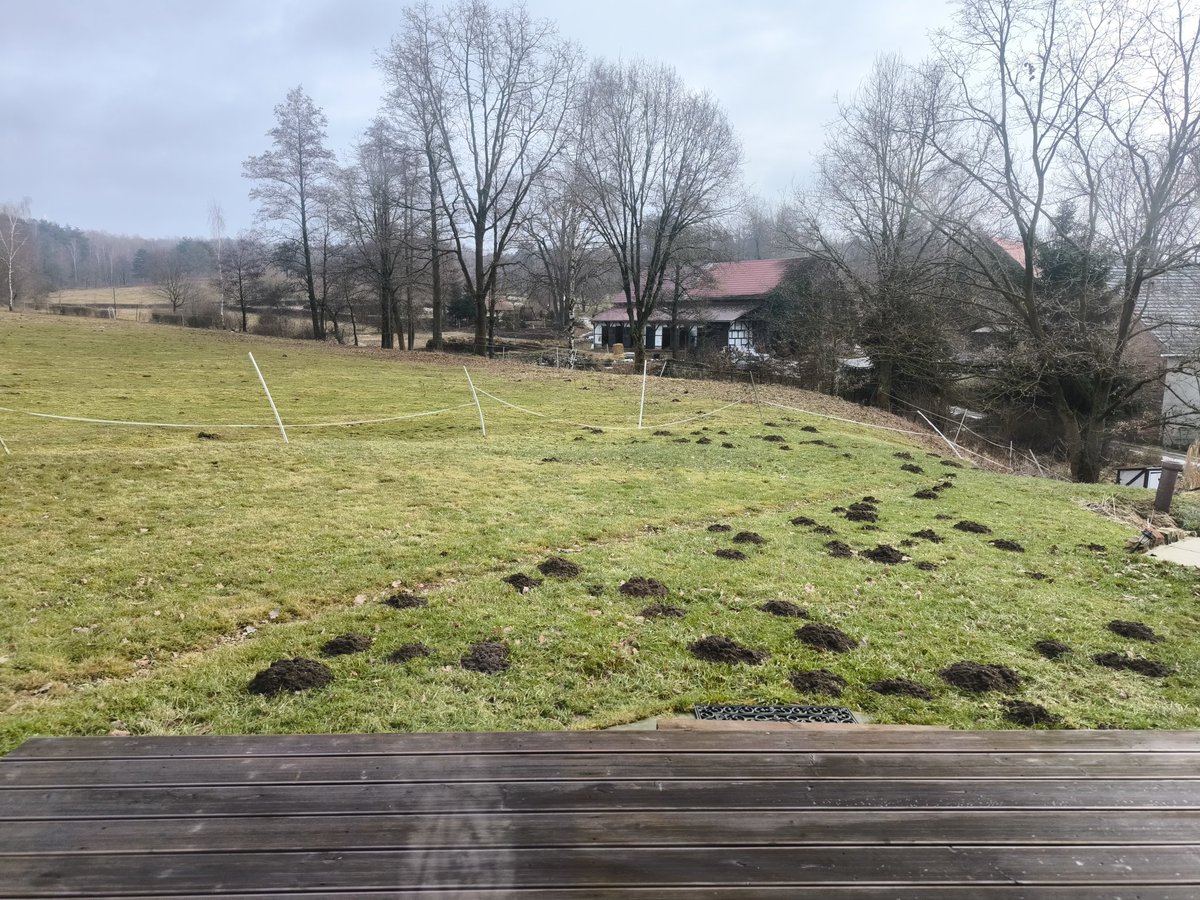 tw_witek's tweet photo. No i po śniegu 🌱

Za to jakiś uporczywy kret ewidentnie nienawidzi naszego trawnika. Czy jest na to inna metoda niż ostateczne rozwiązanie? ☣️ https://t.co/j9JNrOaOLZ