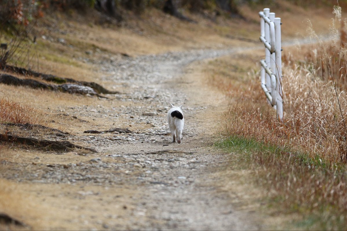 『旅にでます、探さないで下さい』
的なネコさんがいた🐈‍⬛