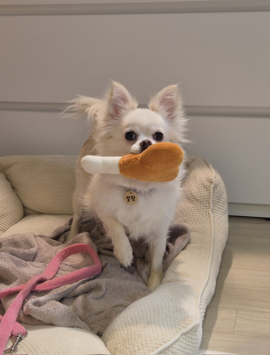 설탕이 가족찾아요🤍🥛 tweet media