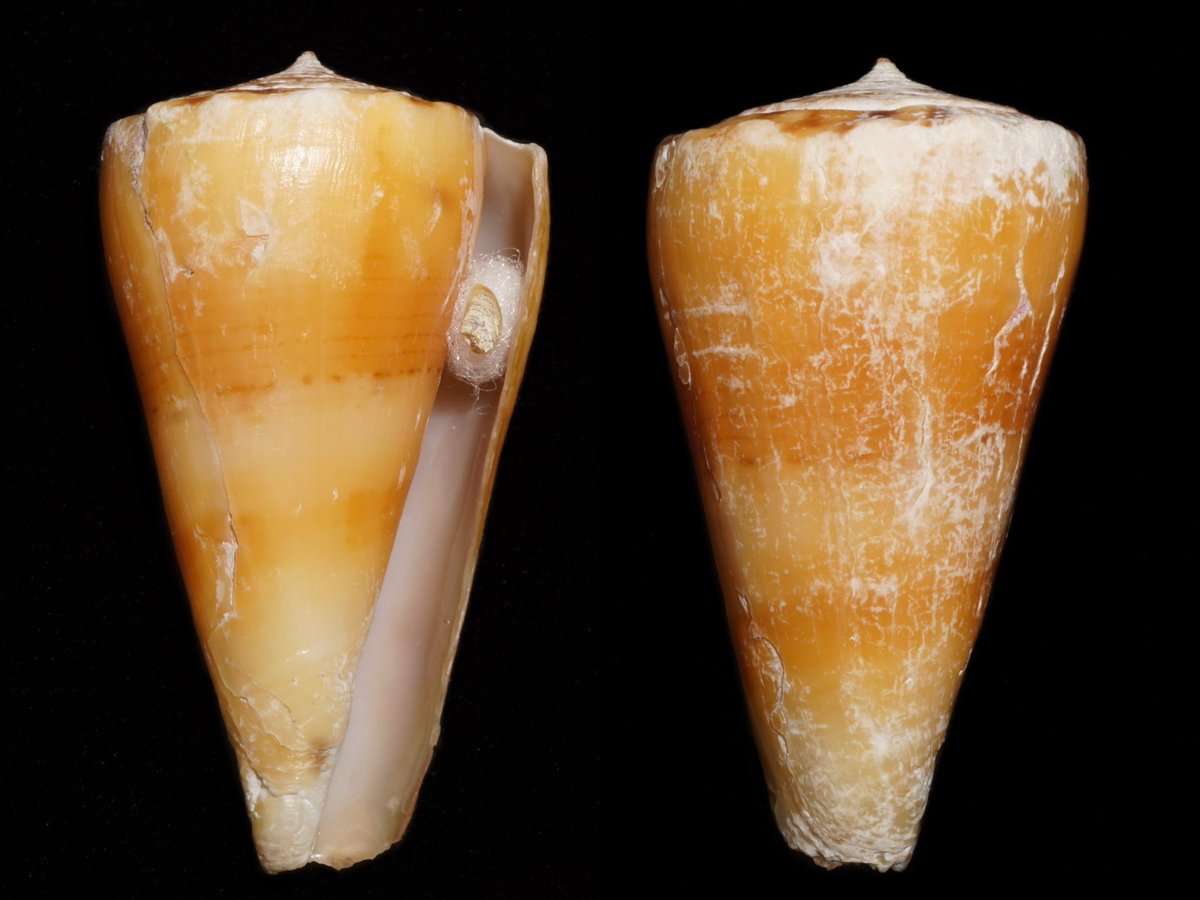 ウラシマイモ
Conus recluzianus urashimanus Kuroda &amp; Ito, 1961
深場に居るようなタイプのイモガイだが、潮間帯にゴロゴロと居りとても驚いた。確かにこの付近では浅場から居るらしいとは聞いていたが…