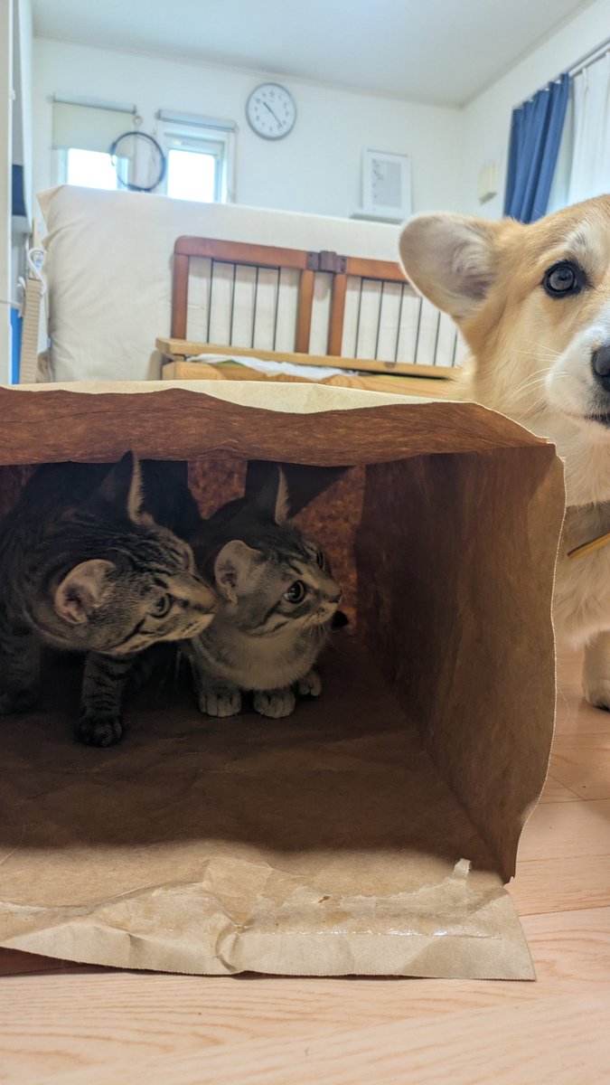 ﾜﾝﾁｬﾝを驚かせようと紙袋に隠れているﾆｬﾝｽﾞ