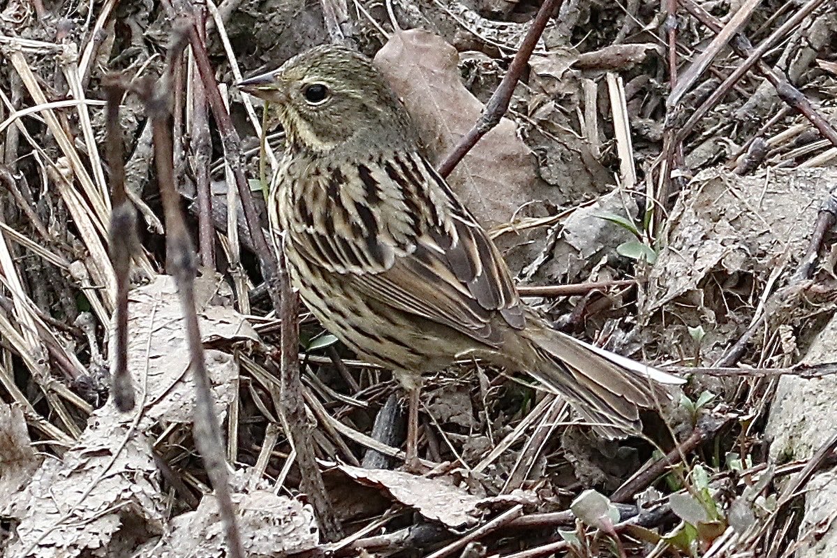 スズメかと思いました。
#ホオジロ属
#アオジ？　何種類もありそう💦