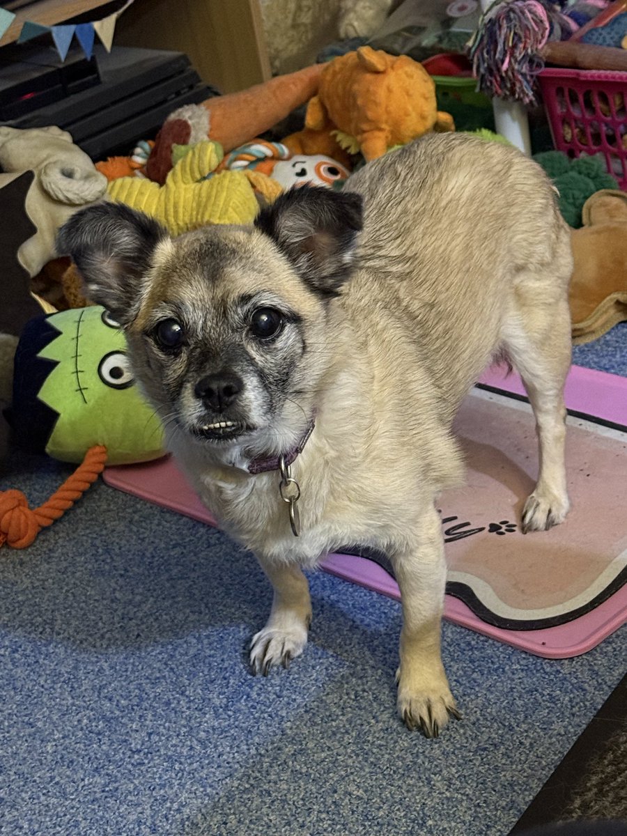 🐶 Holly & Mum 😎 🏴‍☠️☠️ tweet media