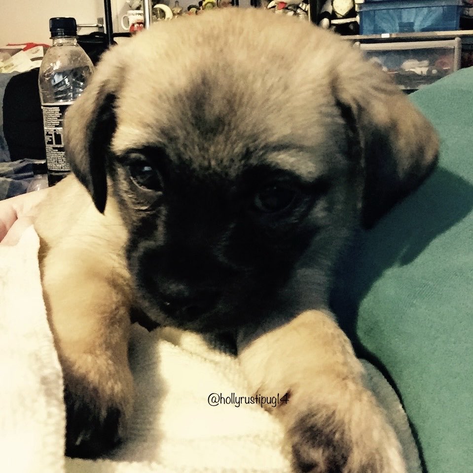 🐶 Holly & Mum 😎 🏴‍☠️☠️ tweet media